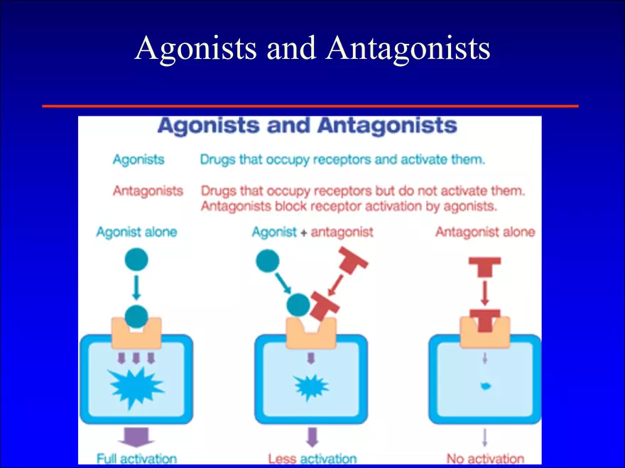 Synapses and Neurotransmitters - Page 3