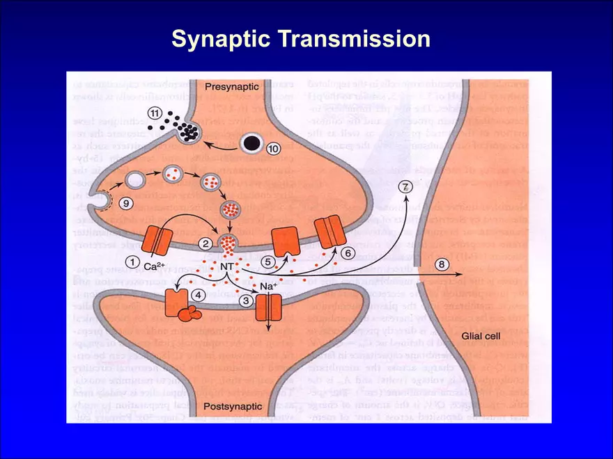 Synapses and Neurotransmitters - Page 6