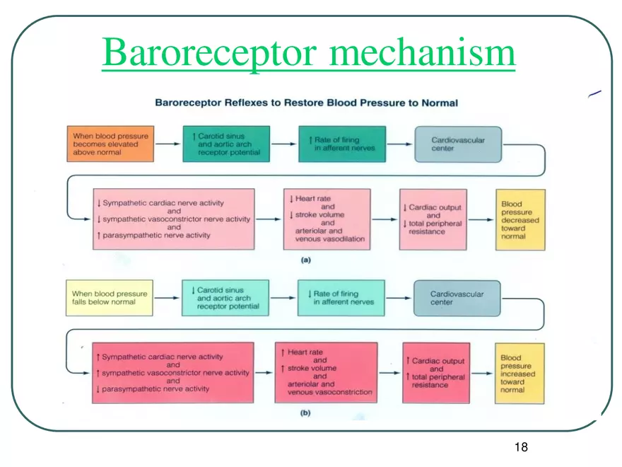 Blood Pressure Regulation - Page 10