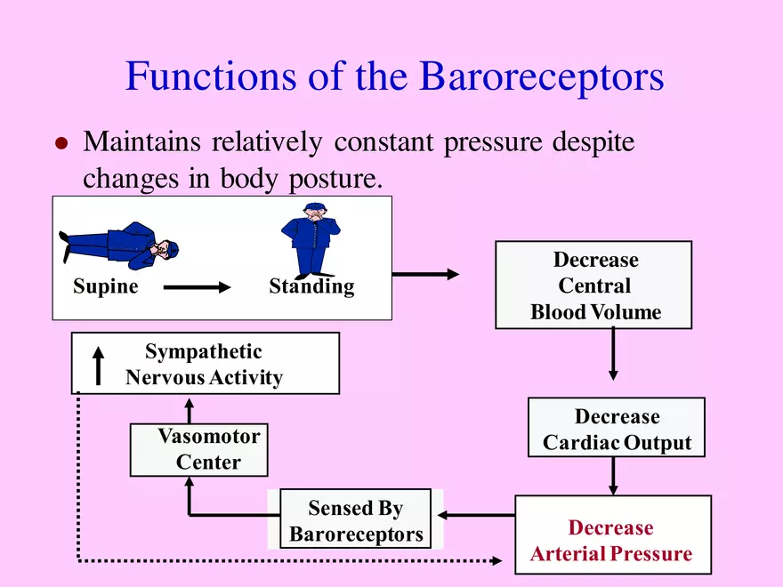 Blood Pressure Regulation - Page 11