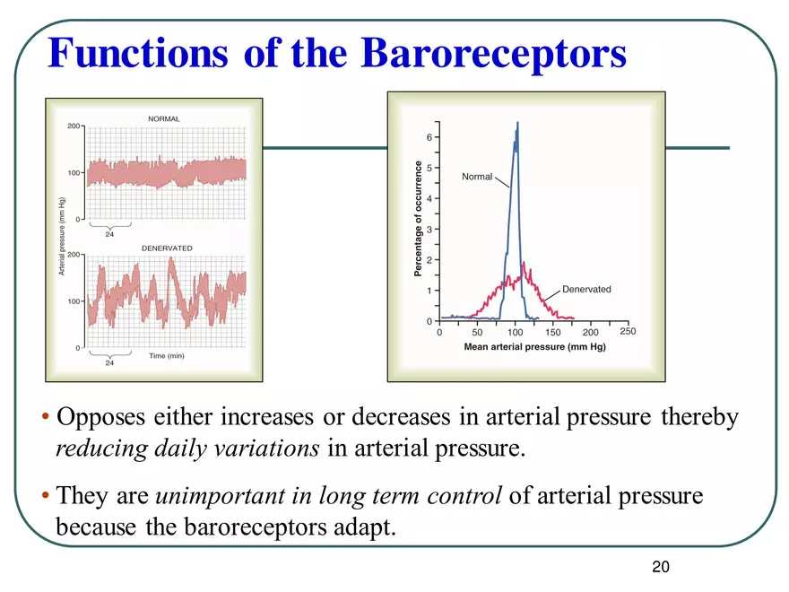 Blood Pressure Regulation - Page 12