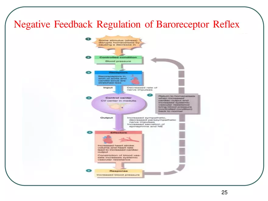 Blood Pressure Regulation - Page 18