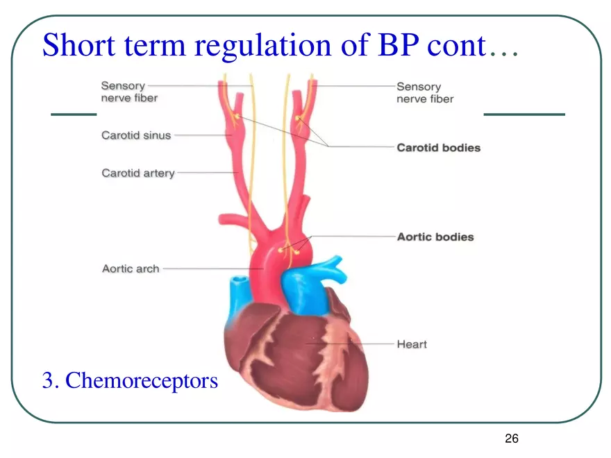 Blood Pressure Regulation - Page 19
