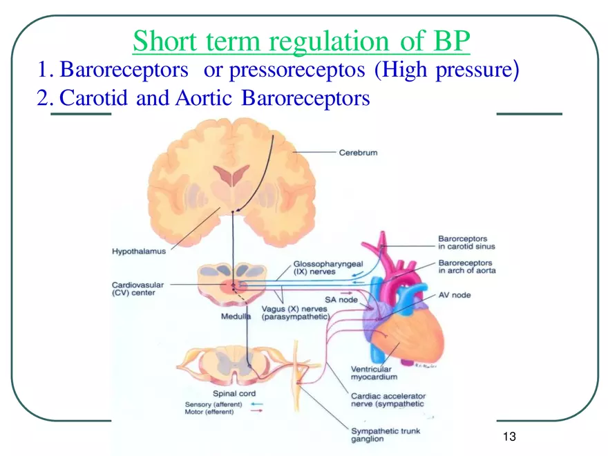 Blood Pressure Regulation - Page 5