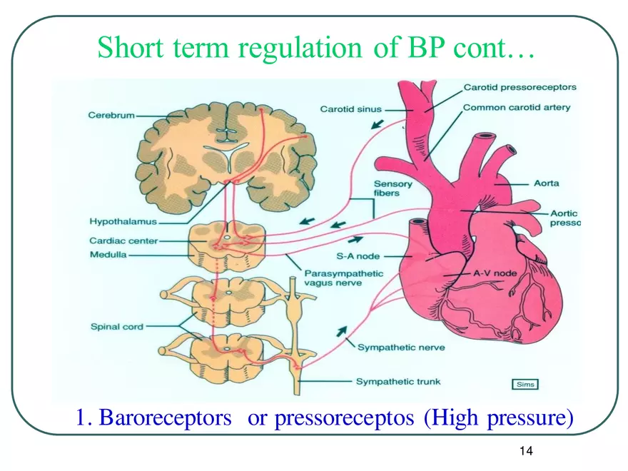 Blood Pressure Regulation - Page 6