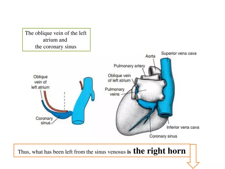 Truncus Arteriosus and Bulbus Cordis - Page 15