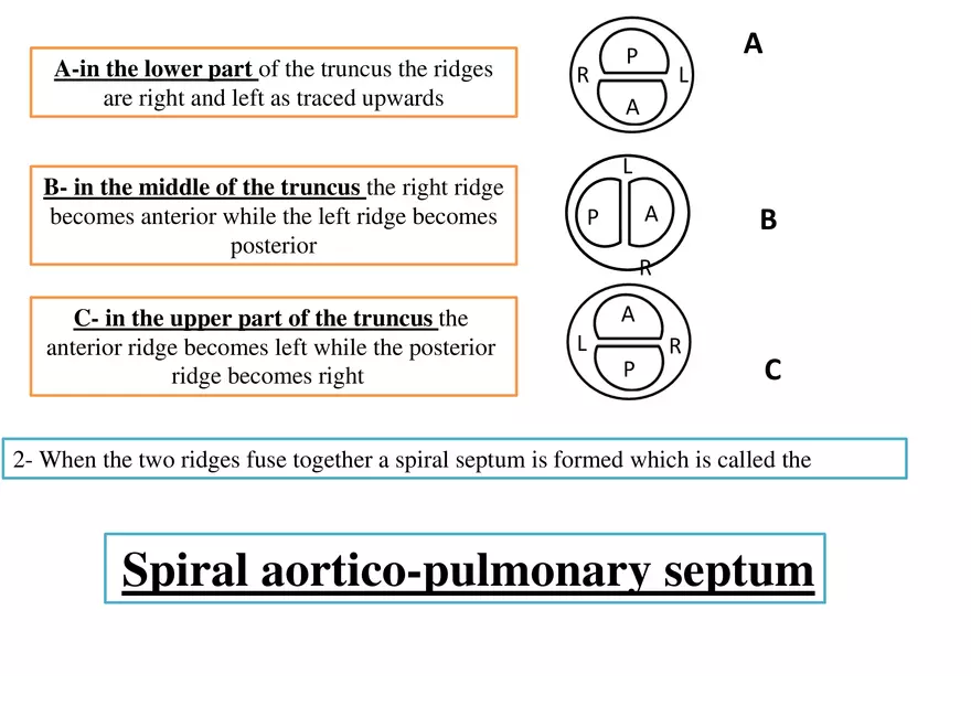 Truncus Arteriosus and Bulbus Cordis - Page 23