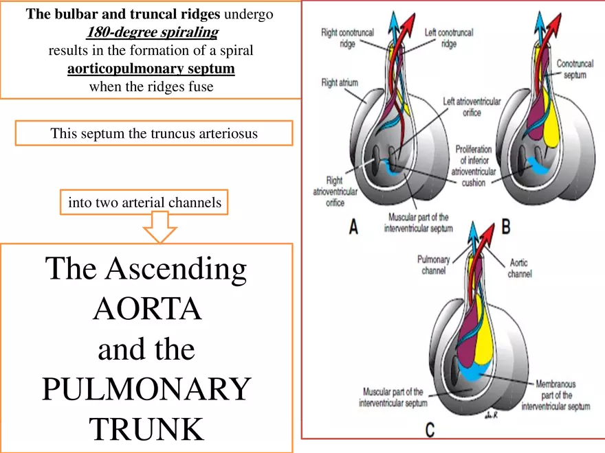 Truncus Arteriosus and Bulbus Cordis - Page 24