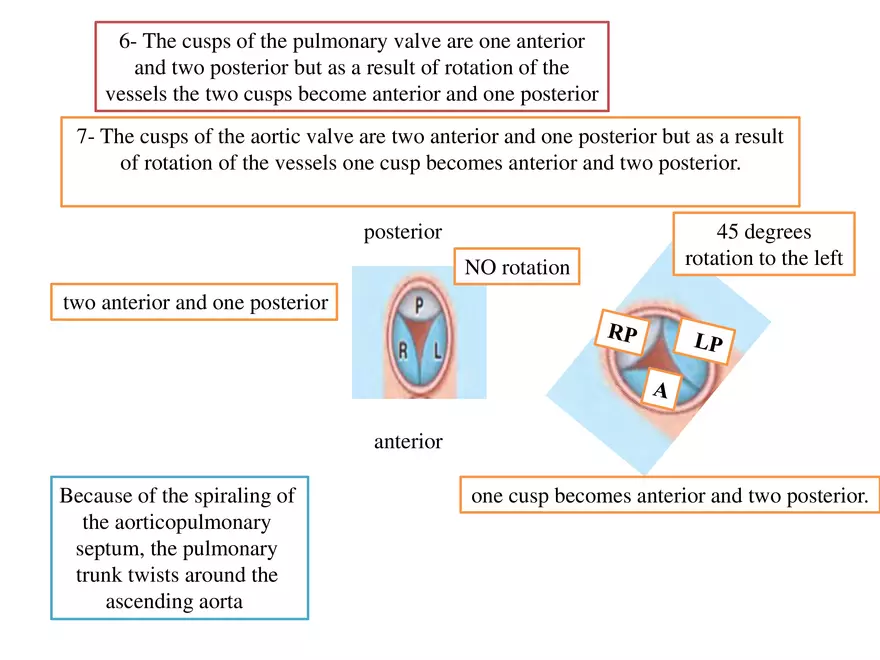 Truncus Arteriosus and Bulbus Cordis - Page 29
