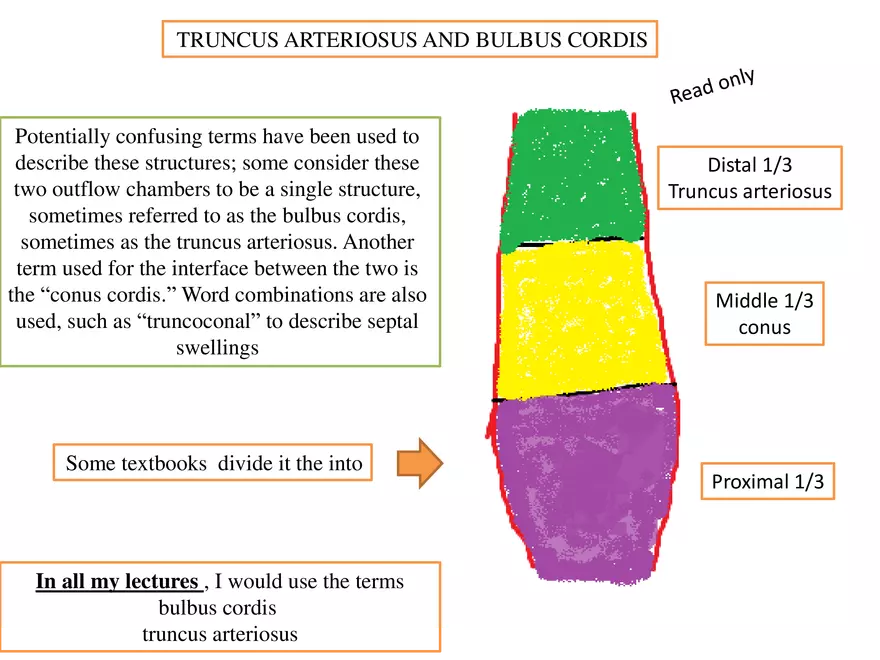 Truncus Arteriosus and Bulbus Cordis - Page 1