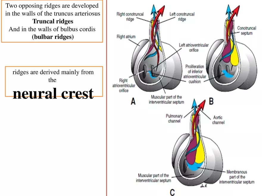 Truncus Arteriosus and Bulbus Cordis - Page 2
