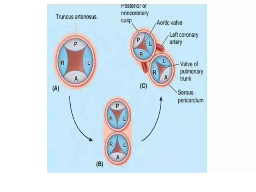 Truncus Arteriosus and Bulbus Cordis - Page 3