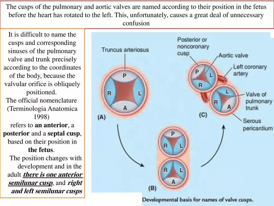Truncus Arteriosus and Bulbus Cordis - Page 4