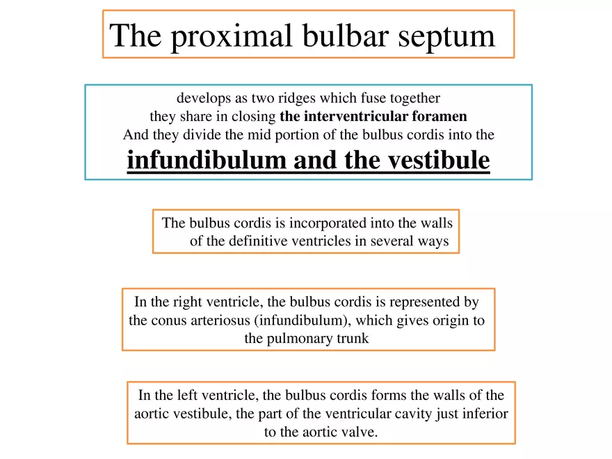 Truncus Arteriosus and Bulbus Cordis - Page 5