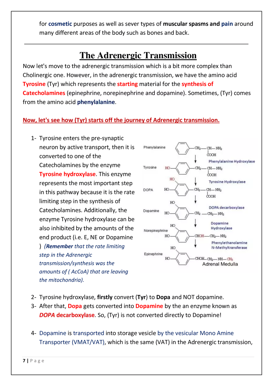 The Autonomic Nervous System (ANS) - Page 7
