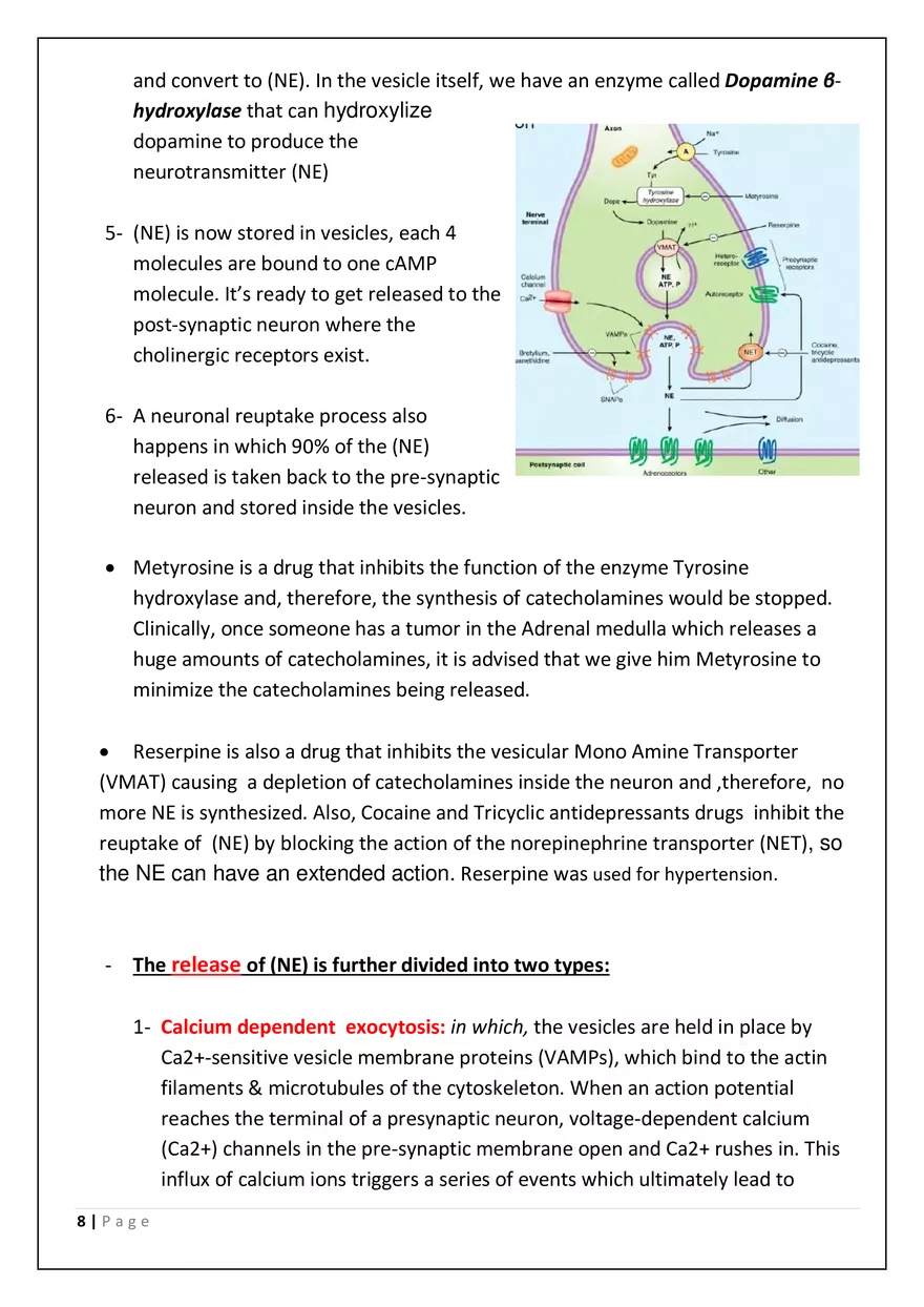 The Autonomic Nervous System (ANS) - Page 8