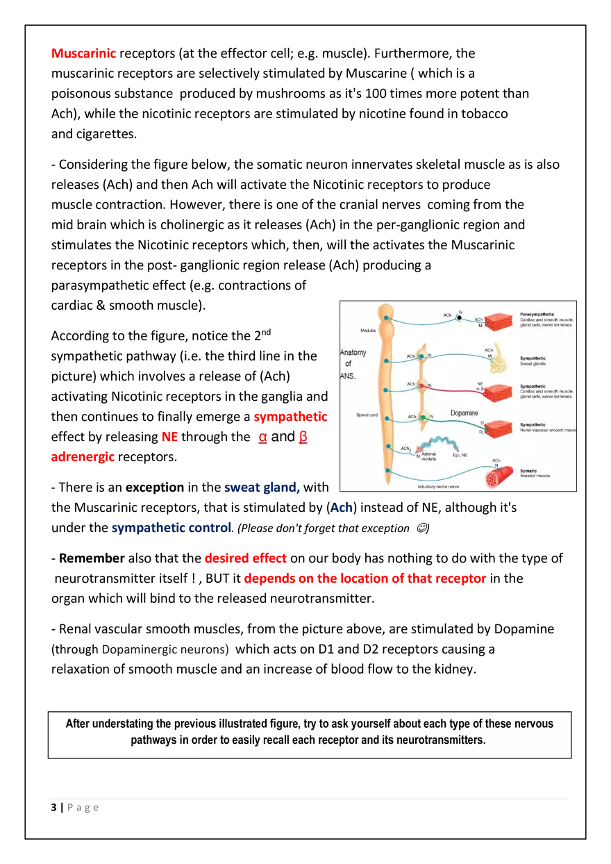 The Autonomic Nervous System (ANS) - Page 3