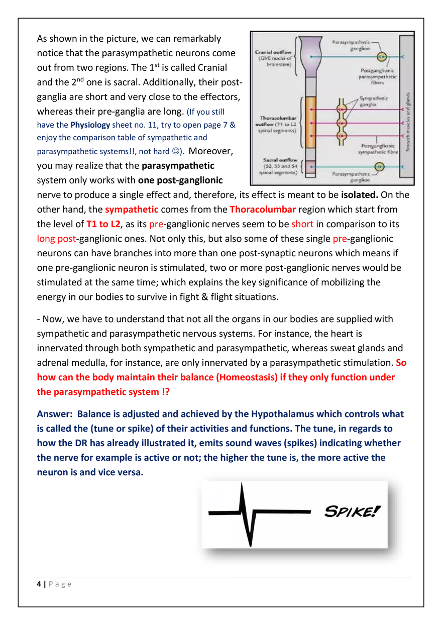 The Autonomic Nervous System (ANS) - Page 4