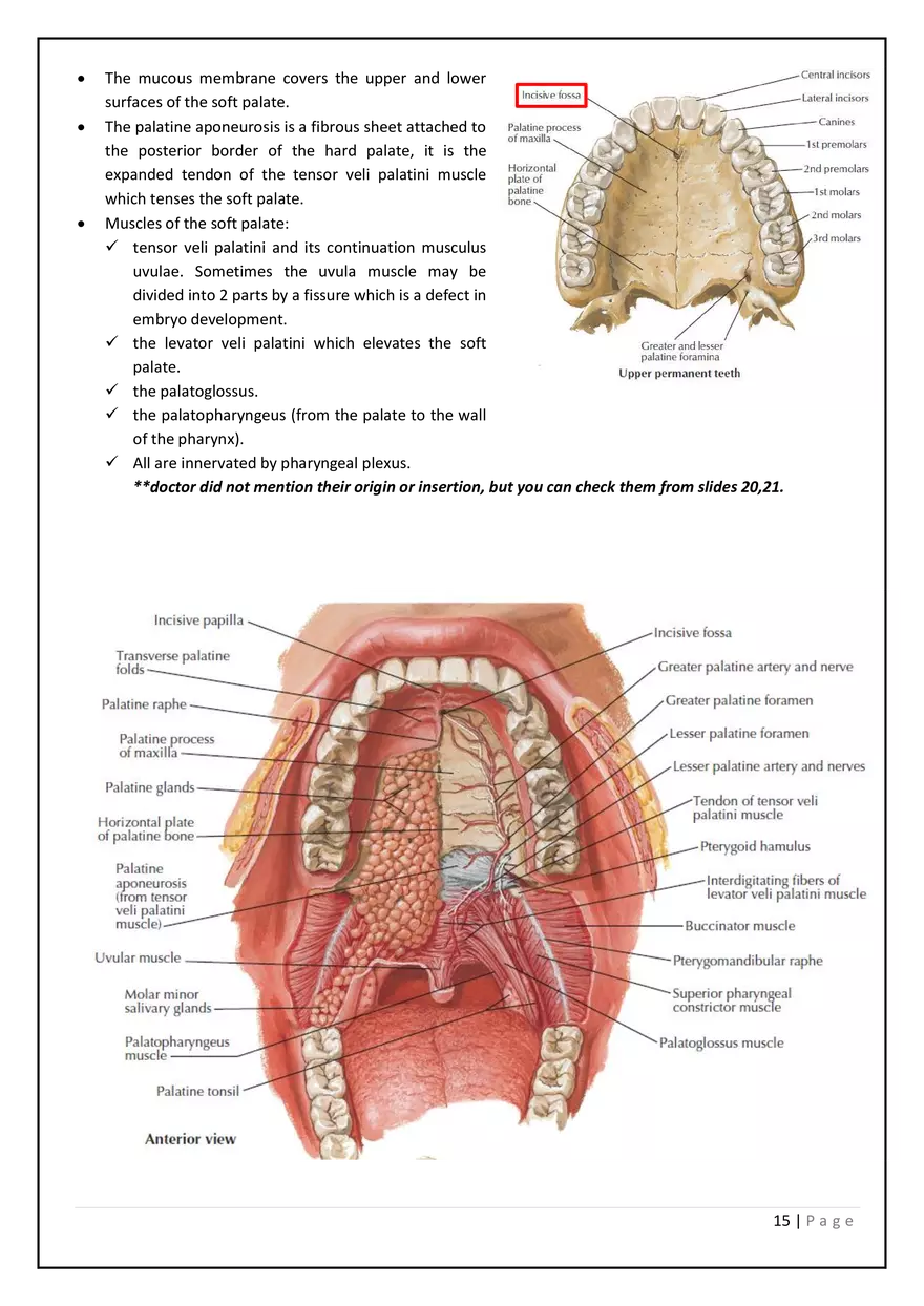 The Digestive System in the Head and Neck - Page 7