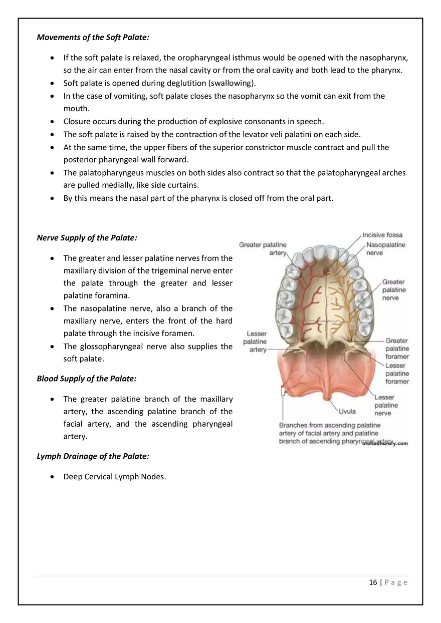 The Digestive System in the Head and Neck - Page 8