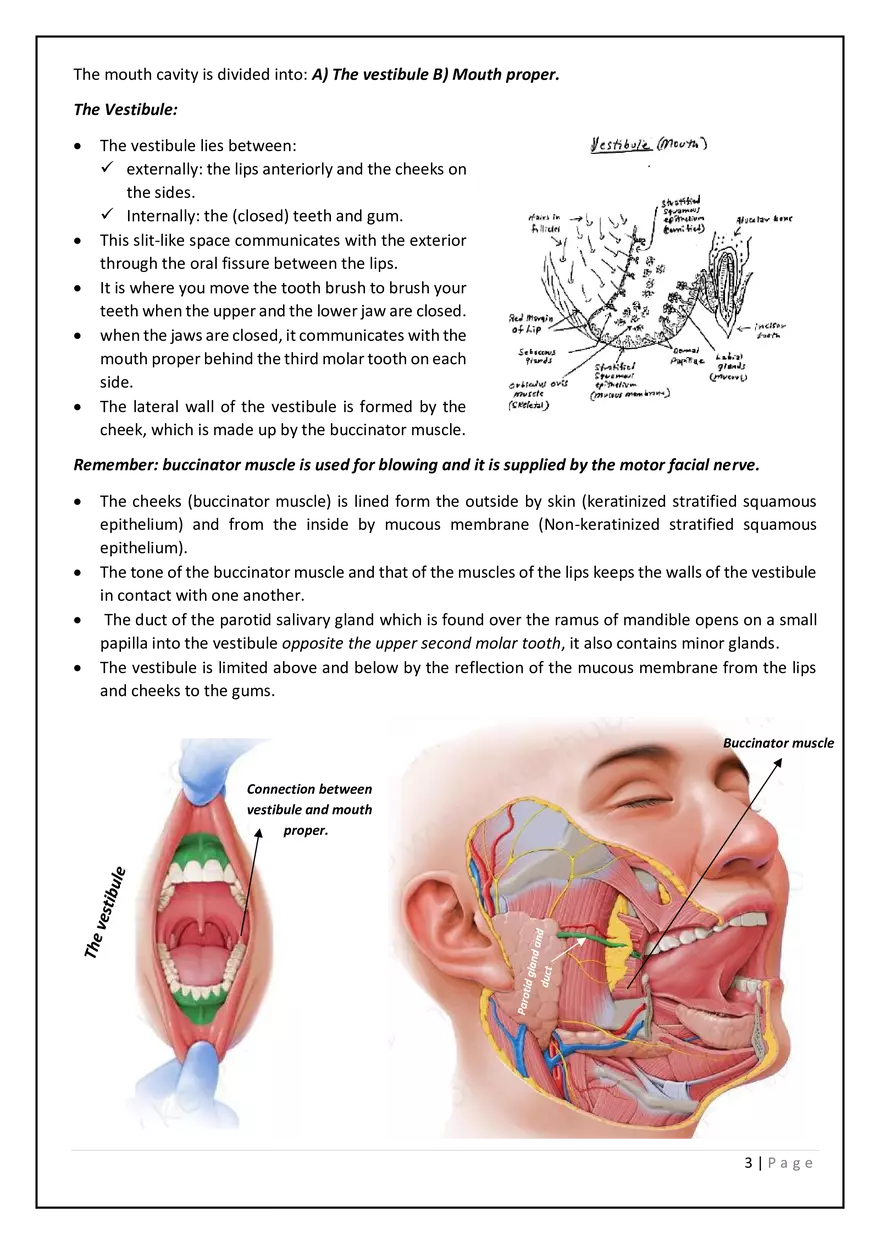 The Digestive System in the Head and Neck - Page 9