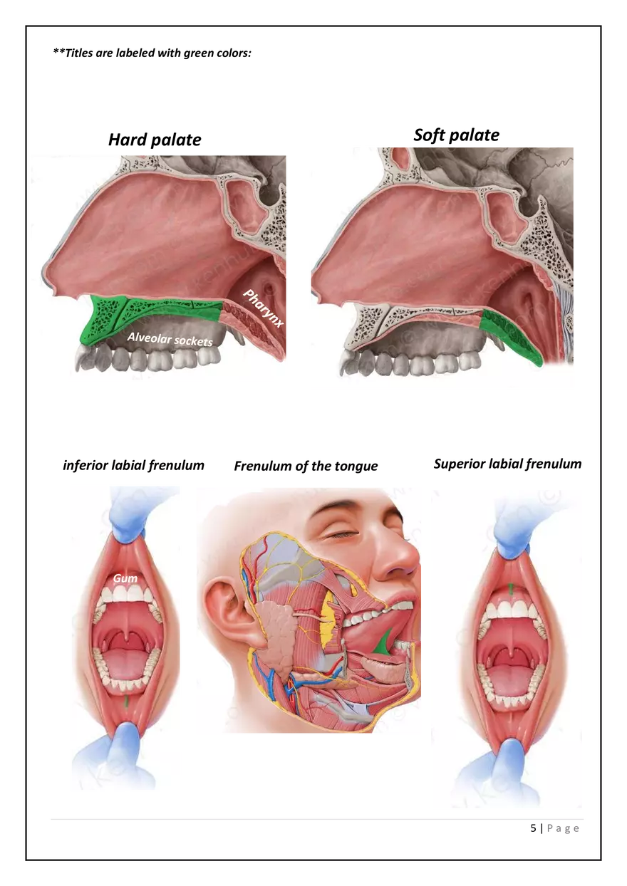 The Digestive System in the Head and Neck - Page 11