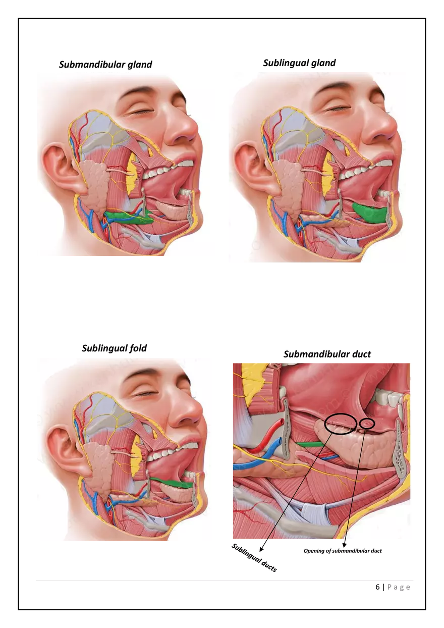 The Digestive System in the Head and Neck - Page 12