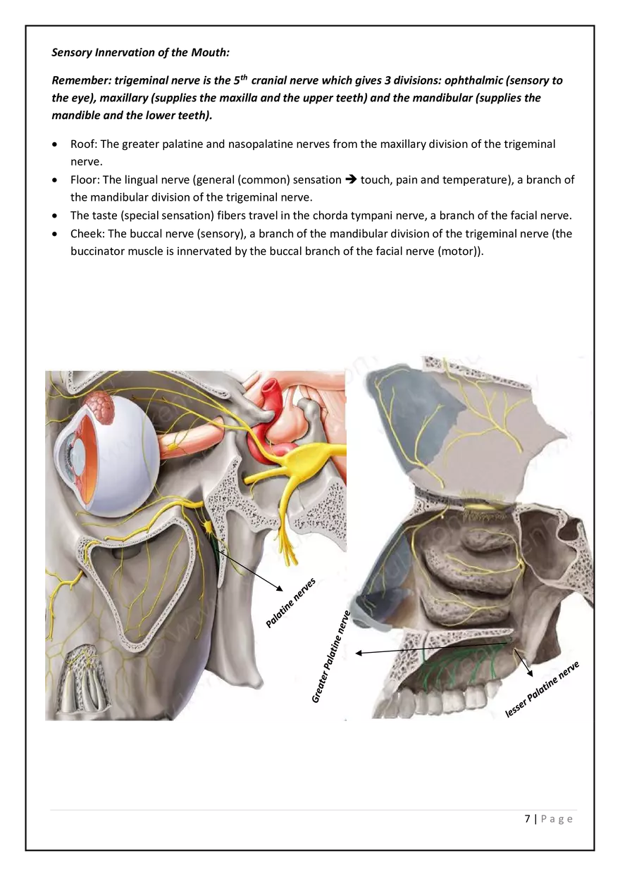 The Digestive System in the Head and Neck - Page 13
