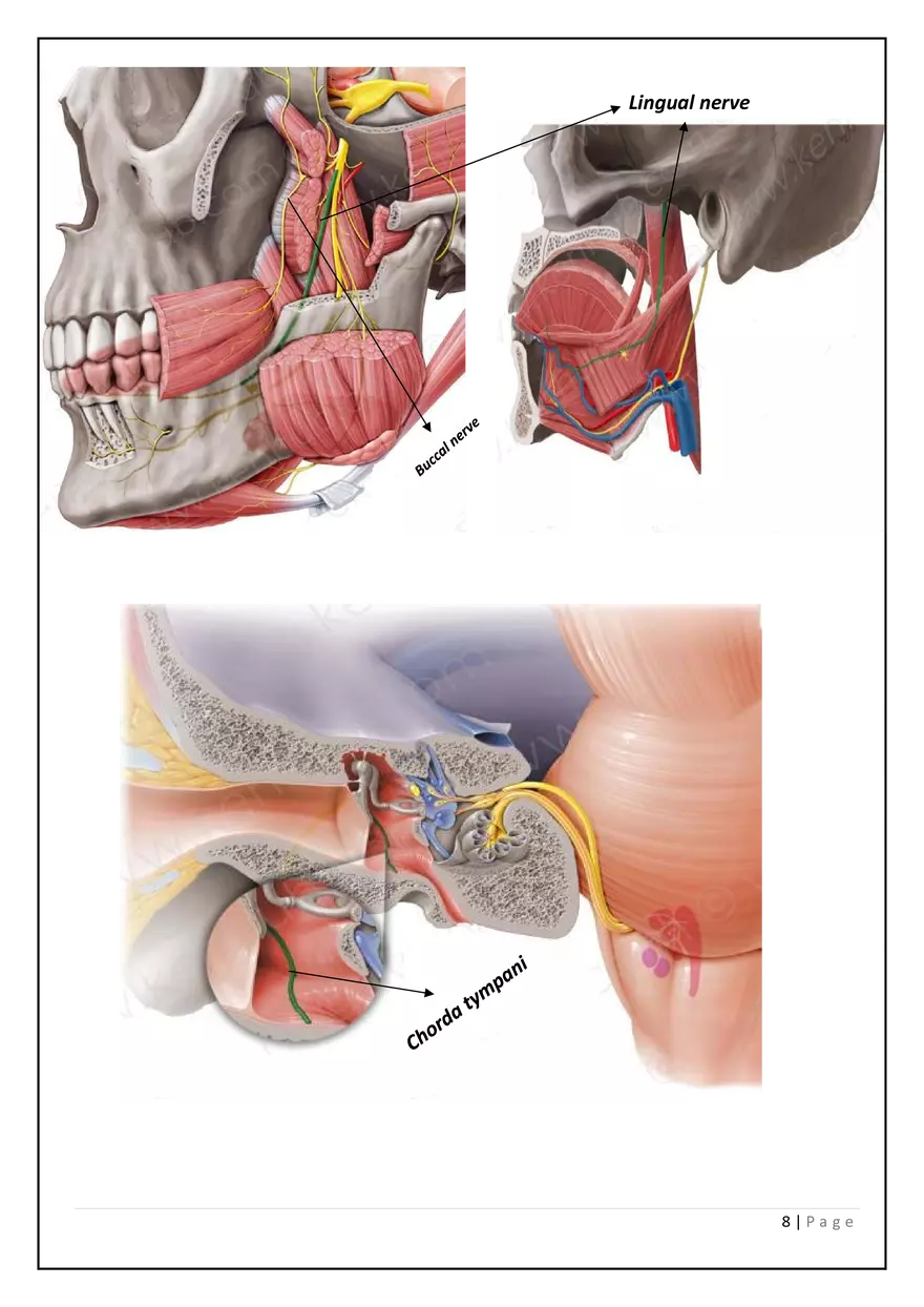 The Digestive System in the Head and Neck - Page 14