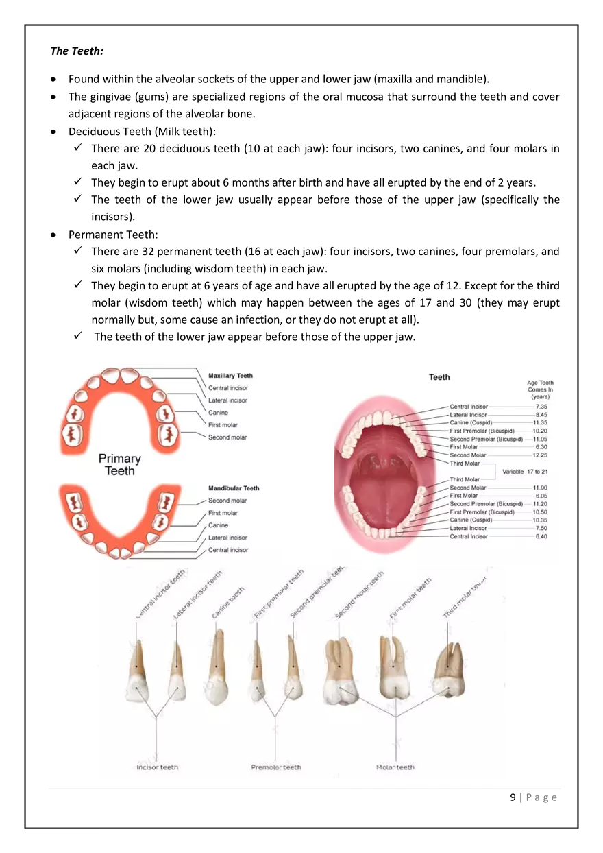 The Digestive System in the Head and Neck - Page 15