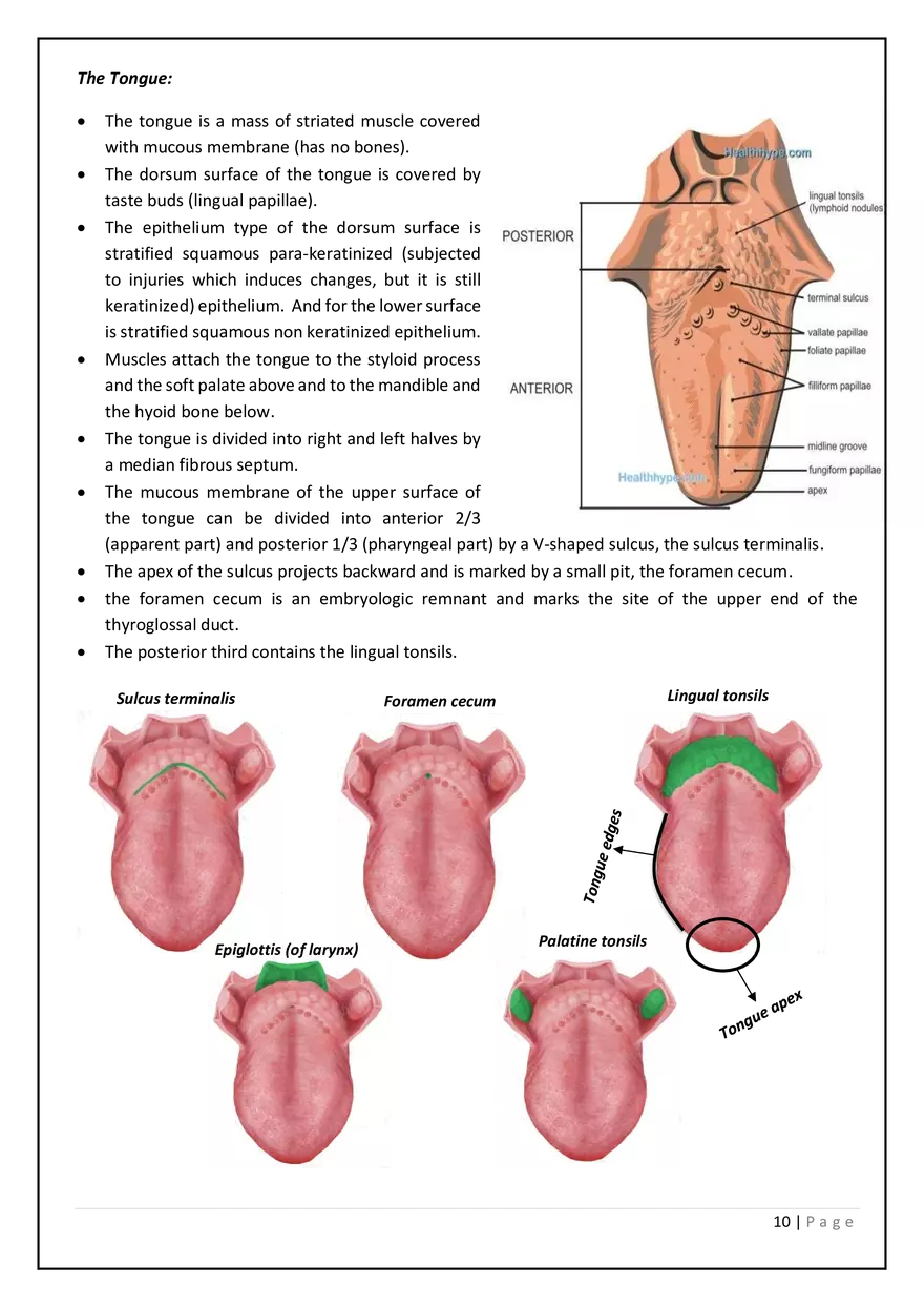 The Digestive System in the Head and Neck - Page 16