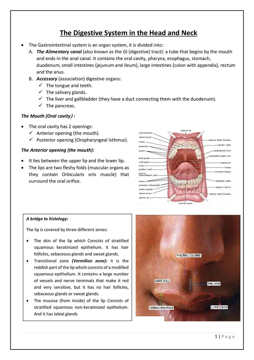 The Digestive System in the Head and Neck - Page 1