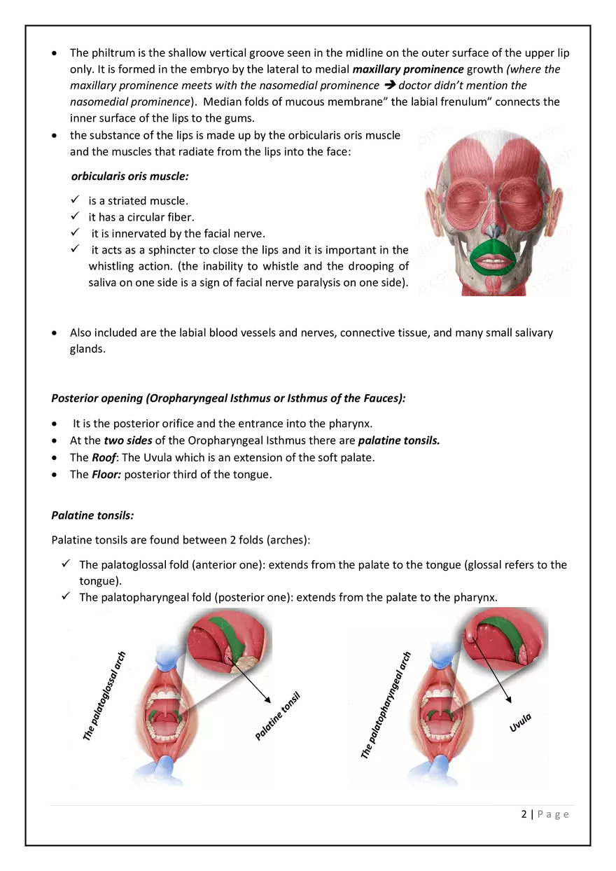 The Digestive System in the Head and Neck - Page 2