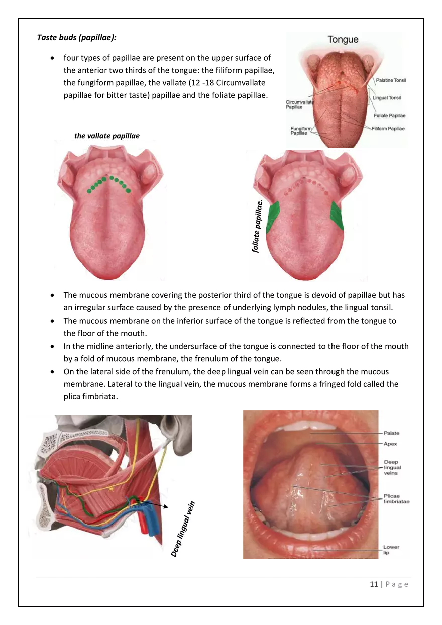 The Digestive System in the Head and Neck - Page 3