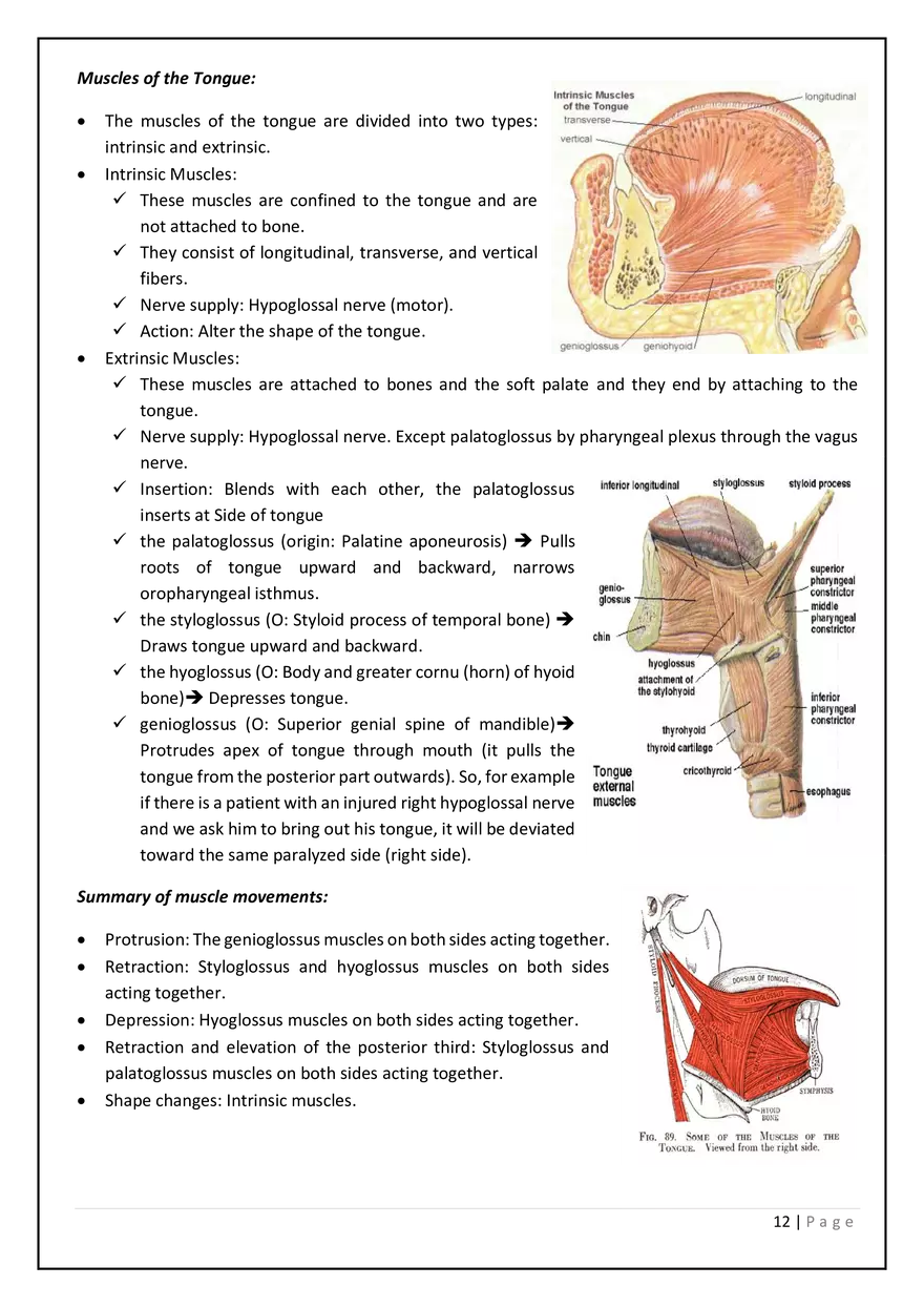 The Digestive System in the Head and Neck - Page 4