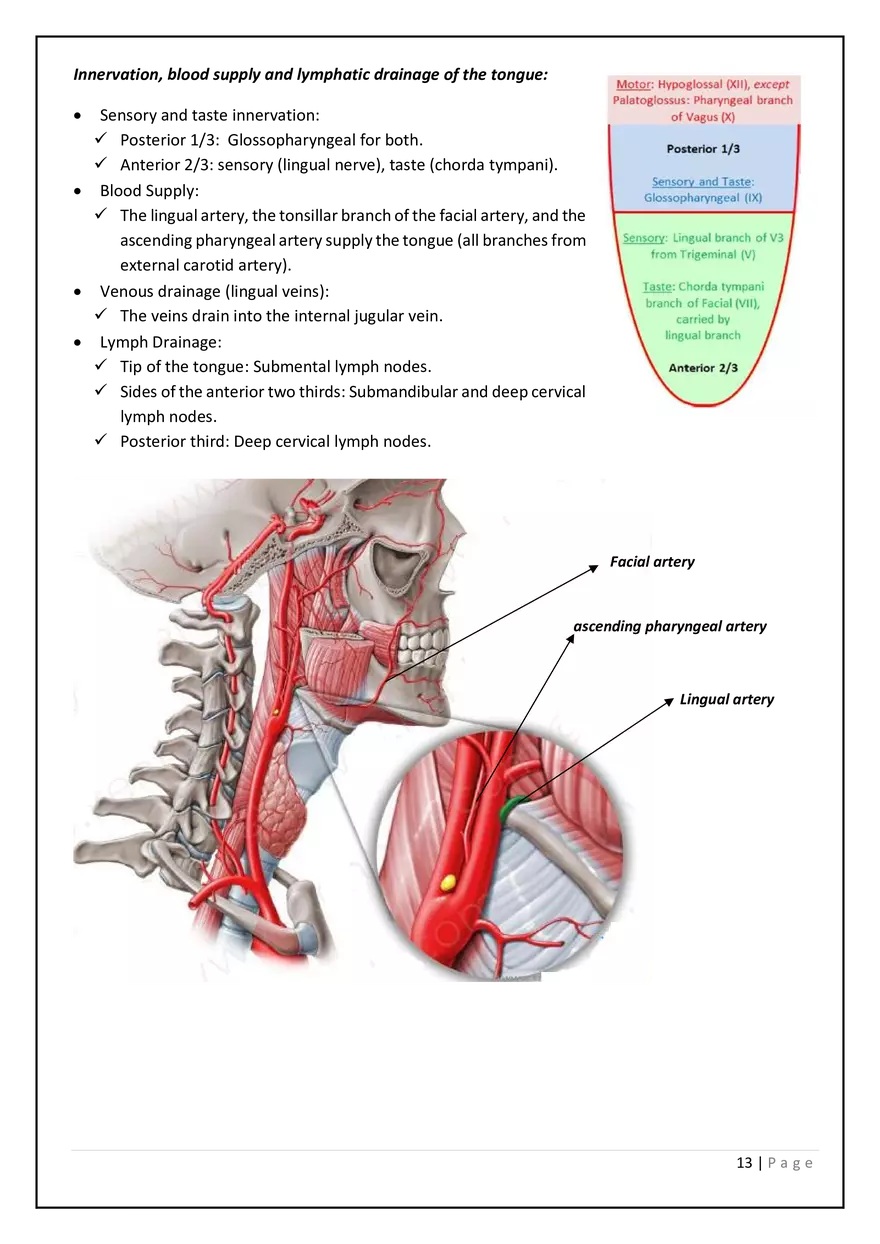 The Digestive System in the Head and Neck - Page 5