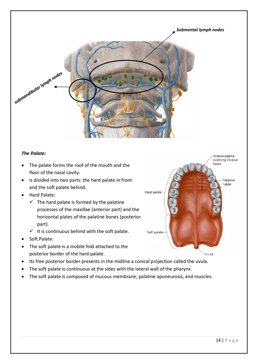The Digestive System in the Head and Neck - Page 6