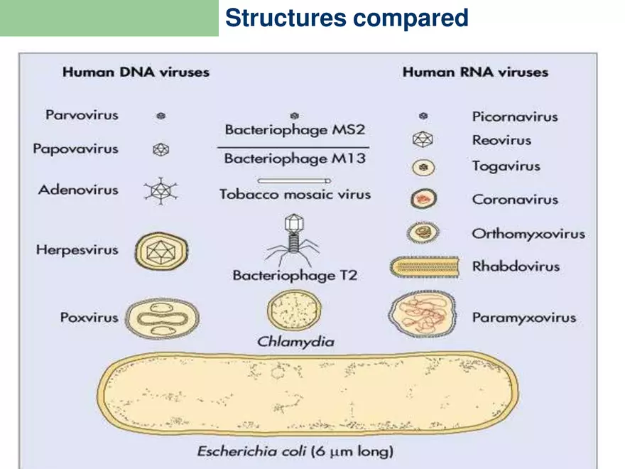 Virology An Introduction - Page 15