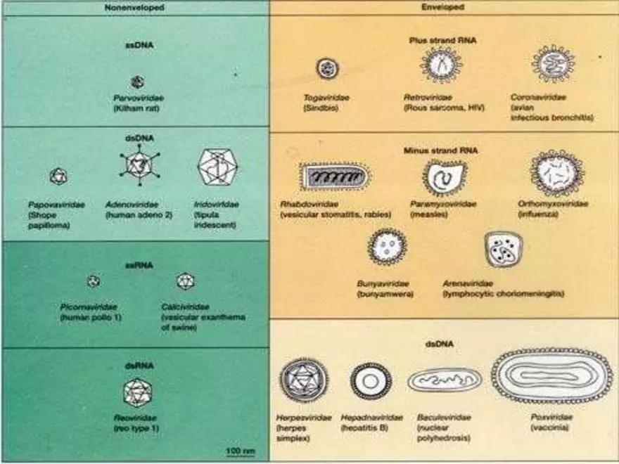 Virology An Introduction - Page 16