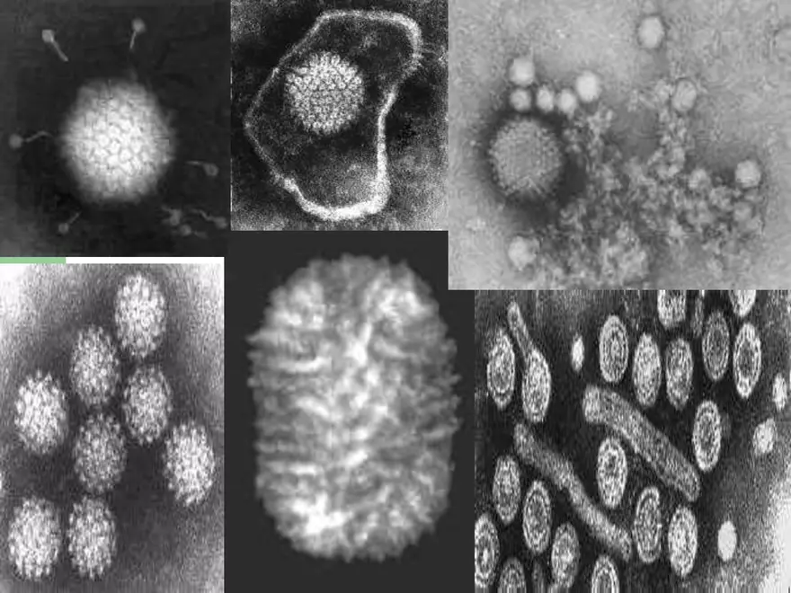 Virology An Introduction - Page 17