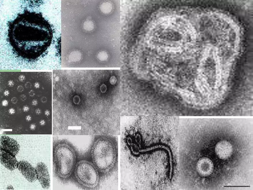 Virology An Introduction - Page 18