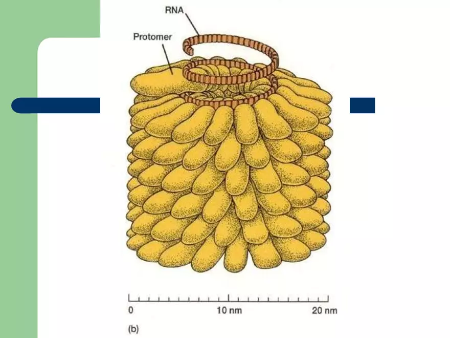 Virology An Introduction - Page 28