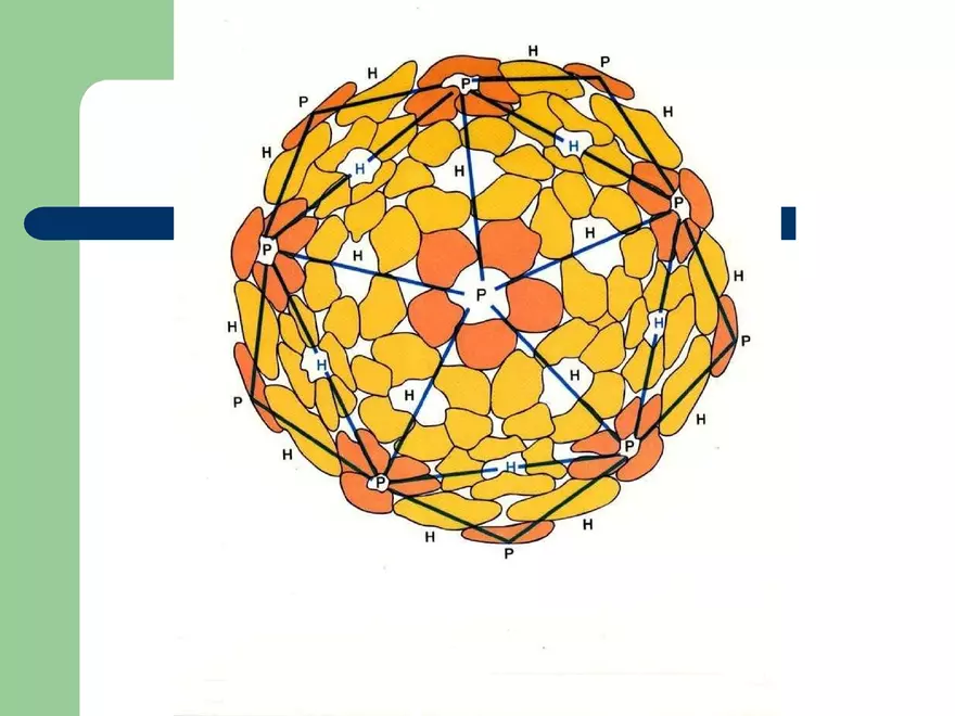Virology An Introduction - Page 33