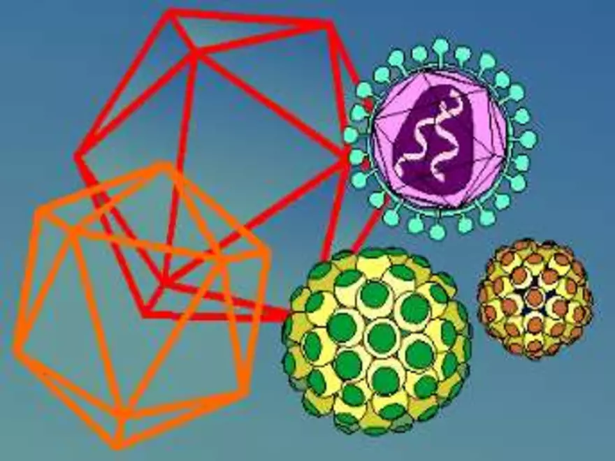 Virology An Introduction - Page 34