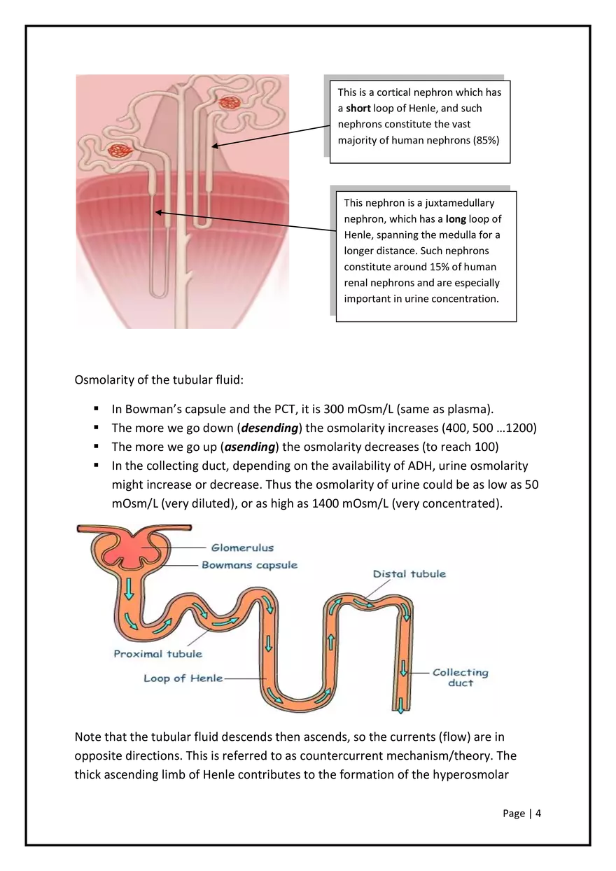 The Ability of the Kidney to Make Concentrated Urine - Page 3