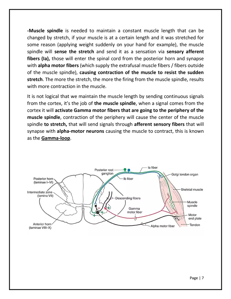 Somatosensory Pathways - Page 8