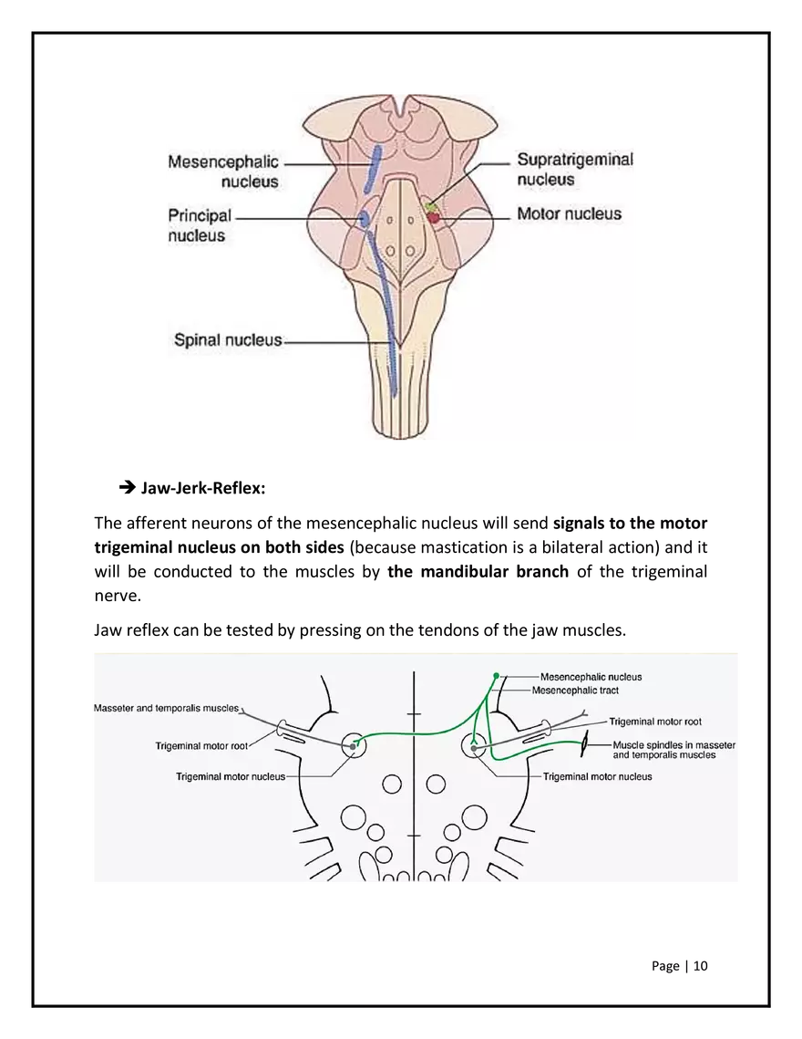 Somatosensory Pathways - Page 11