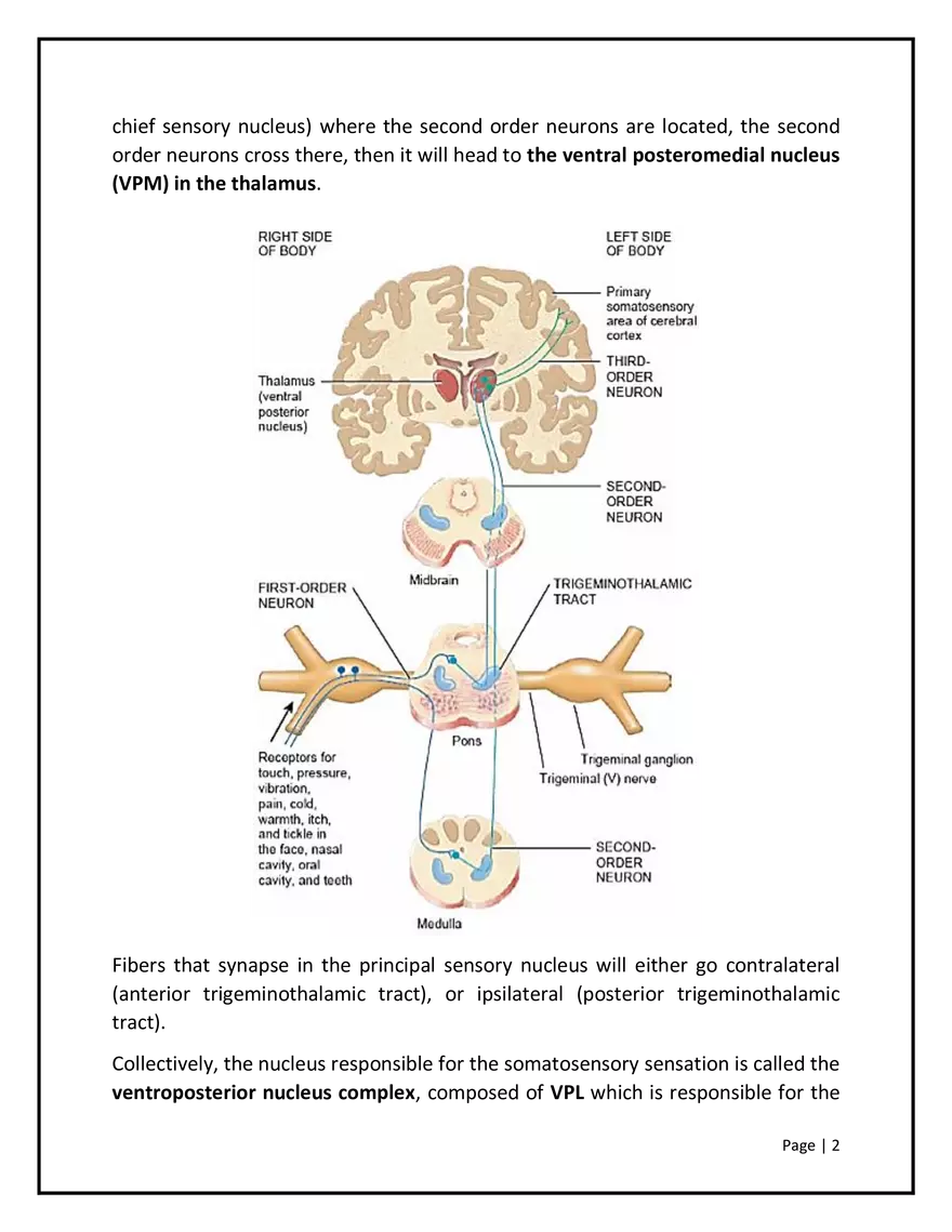 Somatosensory Pathways - Page 2