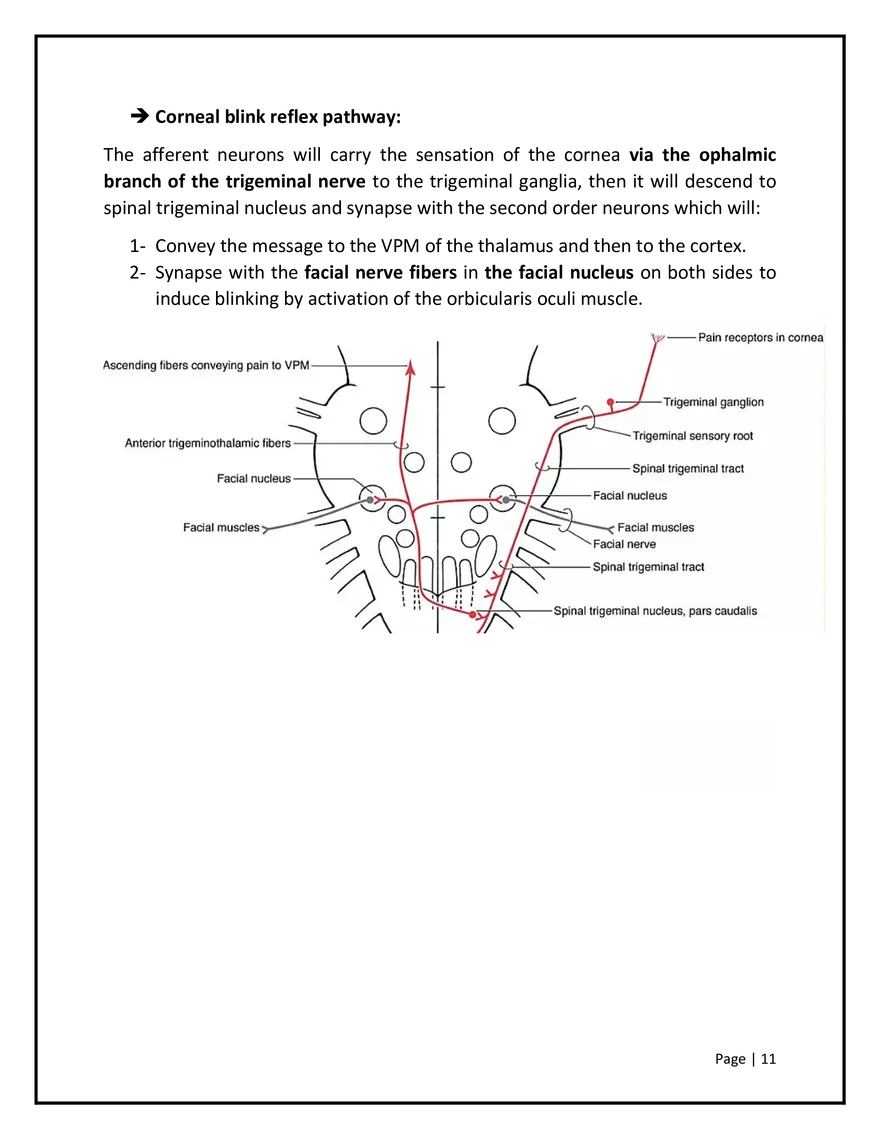 Somatosensory Pathways - Page 3
