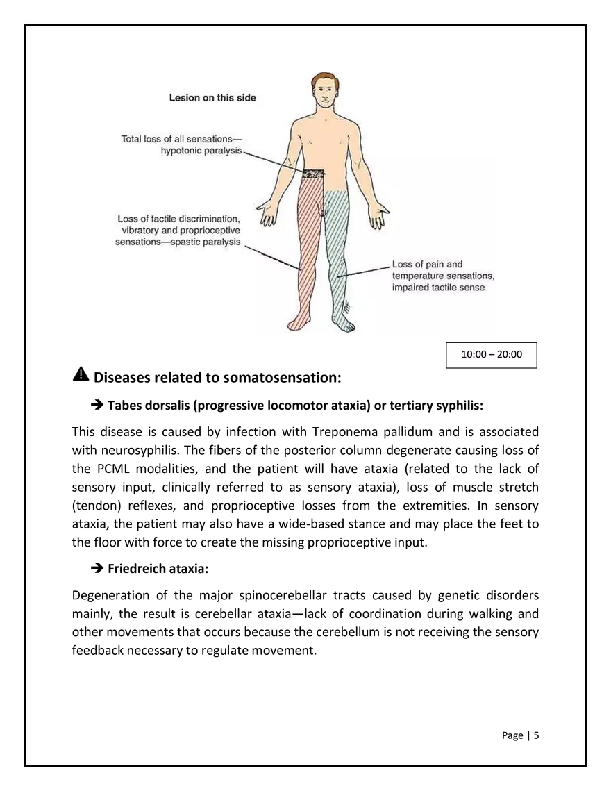 Somatosensory Pathways - Page 6